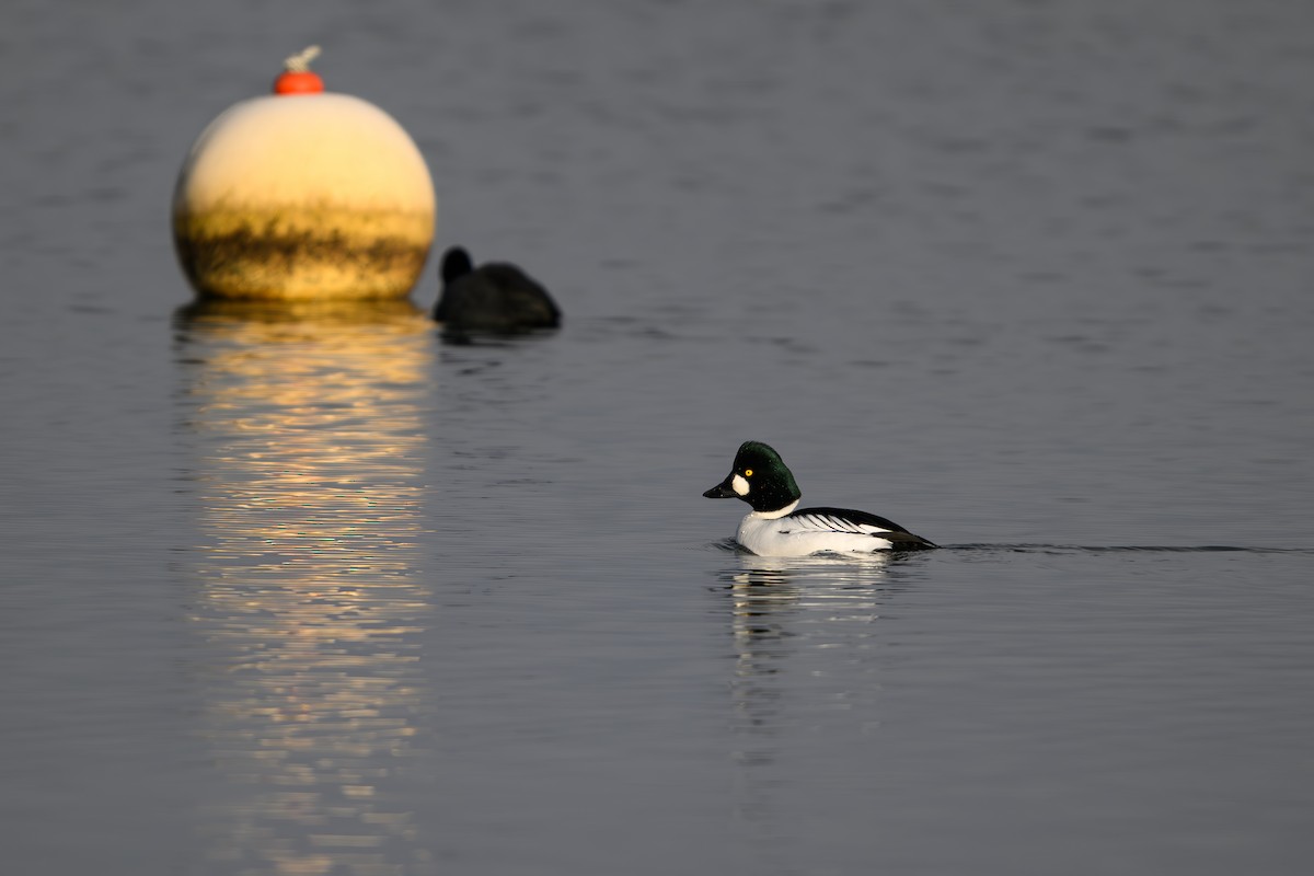 Common Goldeneye - ML614754901