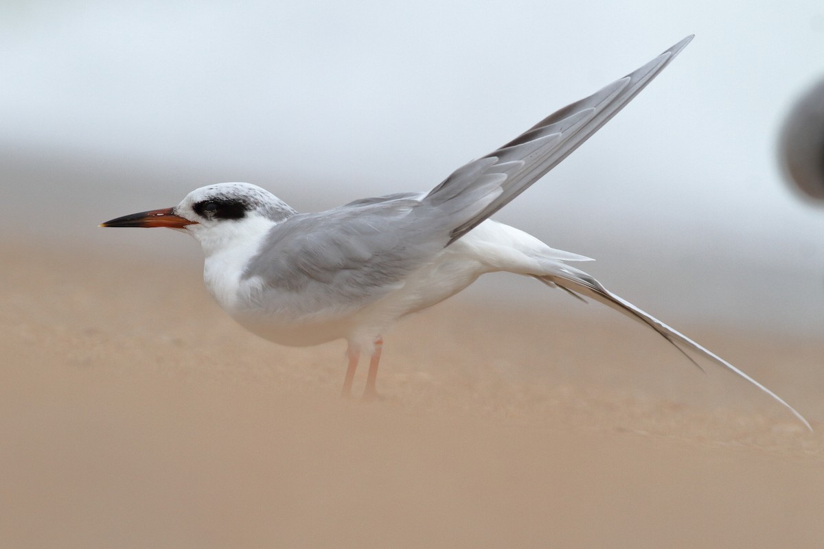 Forster's Tern - ML614754997