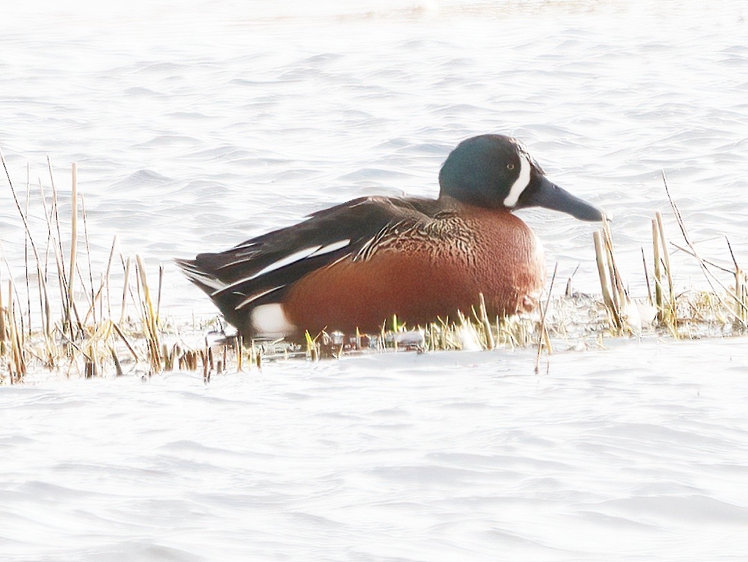Cinnamon Teal x Northern Shoveler (hybrid) - Andrew Pryce