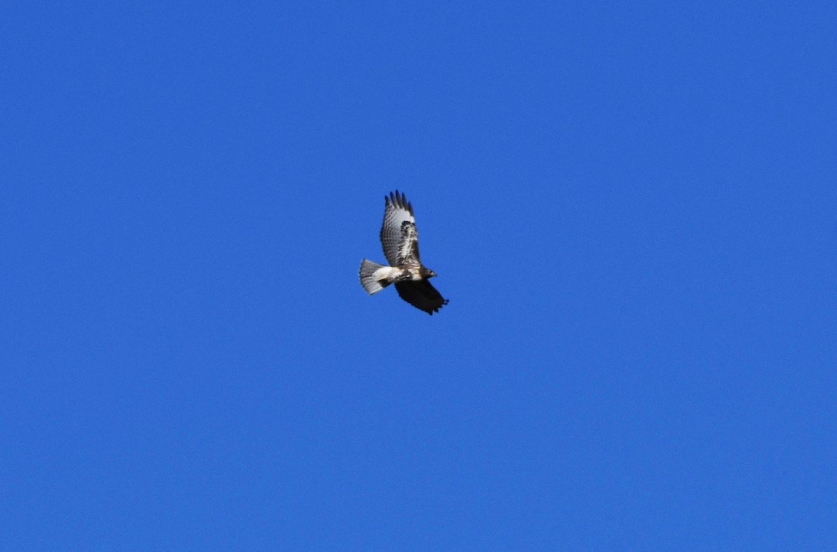 Red-tailed Hawk - ML614755118