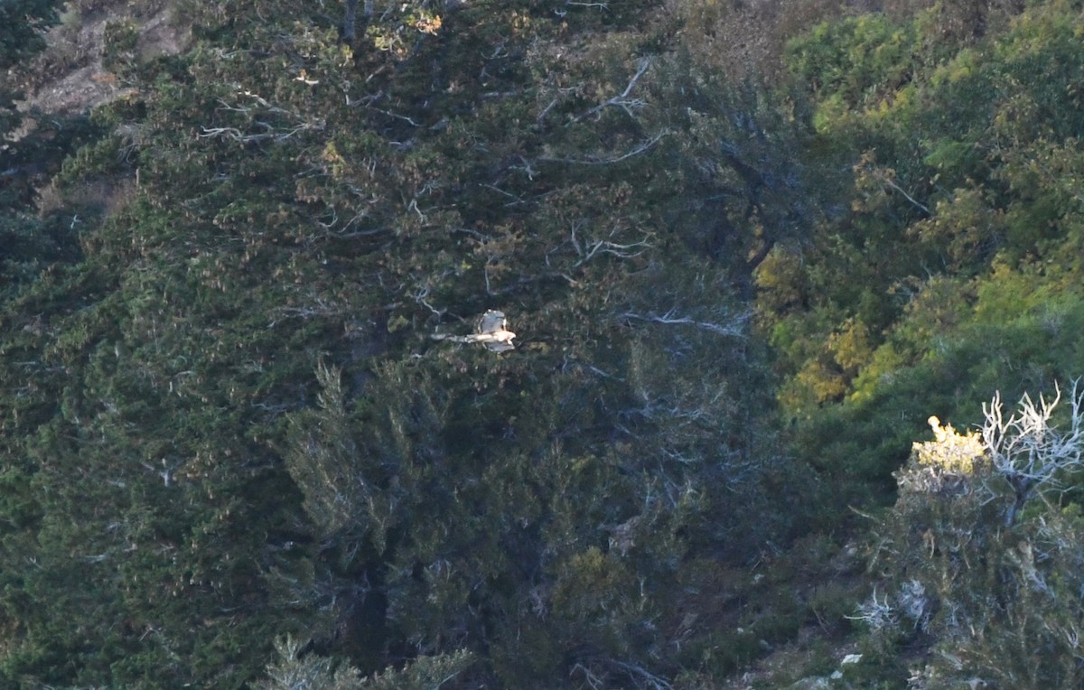 Red-tailed Hawk - ML614755119