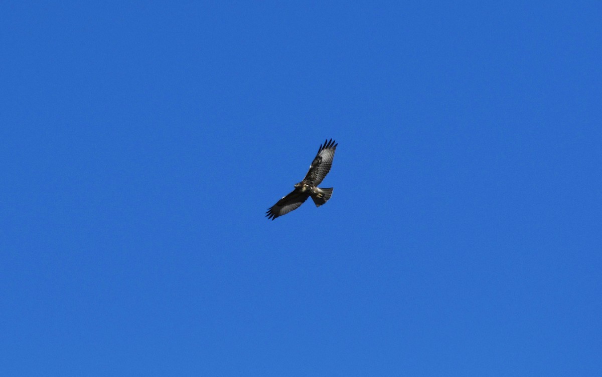Red-tailed Hawk - ML614755120
