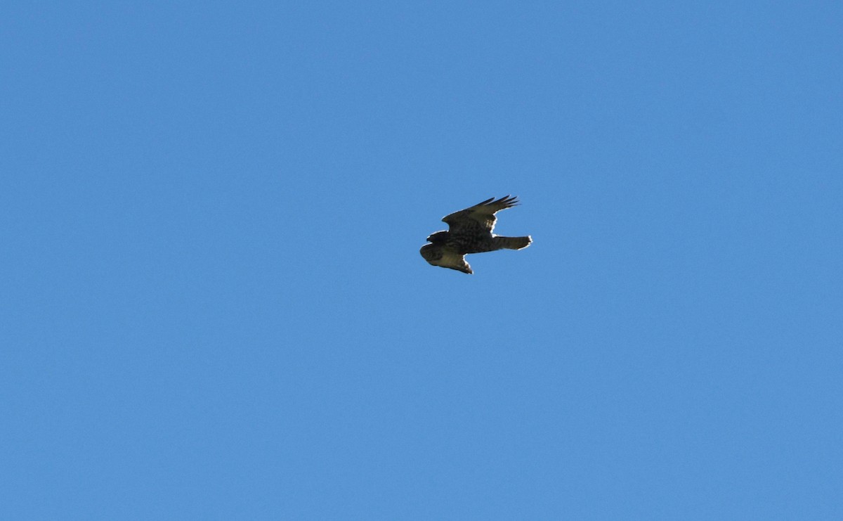 Red-tailed Hawk - ML614755121