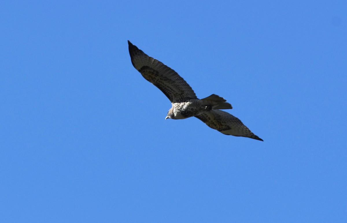 Red-tailed Hawk - ML614755122