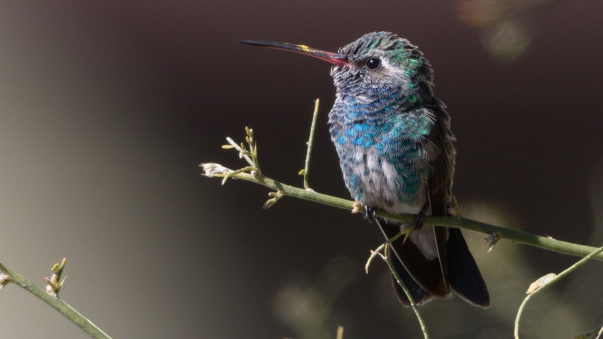 Broad-billed Hummingbird - Mark Scheel