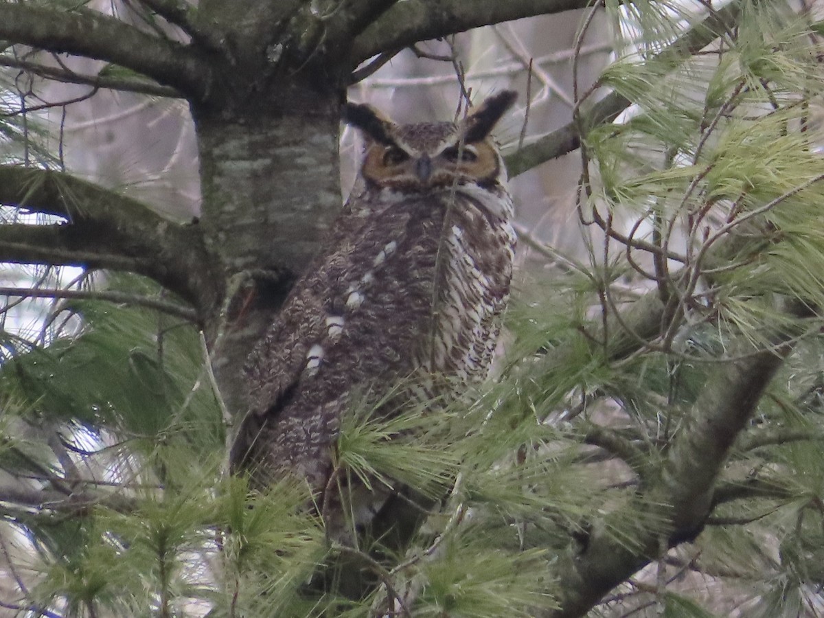 Great Horned Owl - ML614755149
