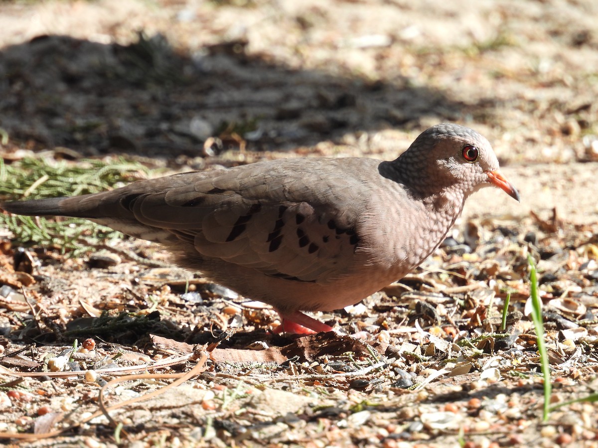 Common Ground Dove - Kathy Springer