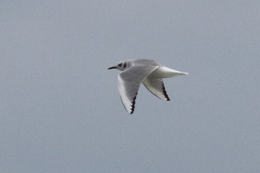 Bonaparte's Gull - Richard Stanton