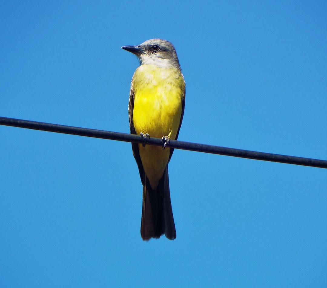 Tropical Kingbird - ML614755166