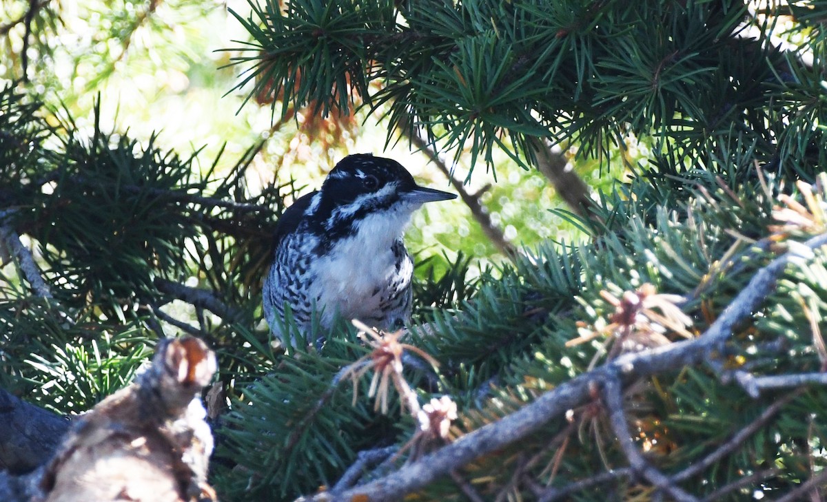 American Three-toed Woodpecker - ML614755174