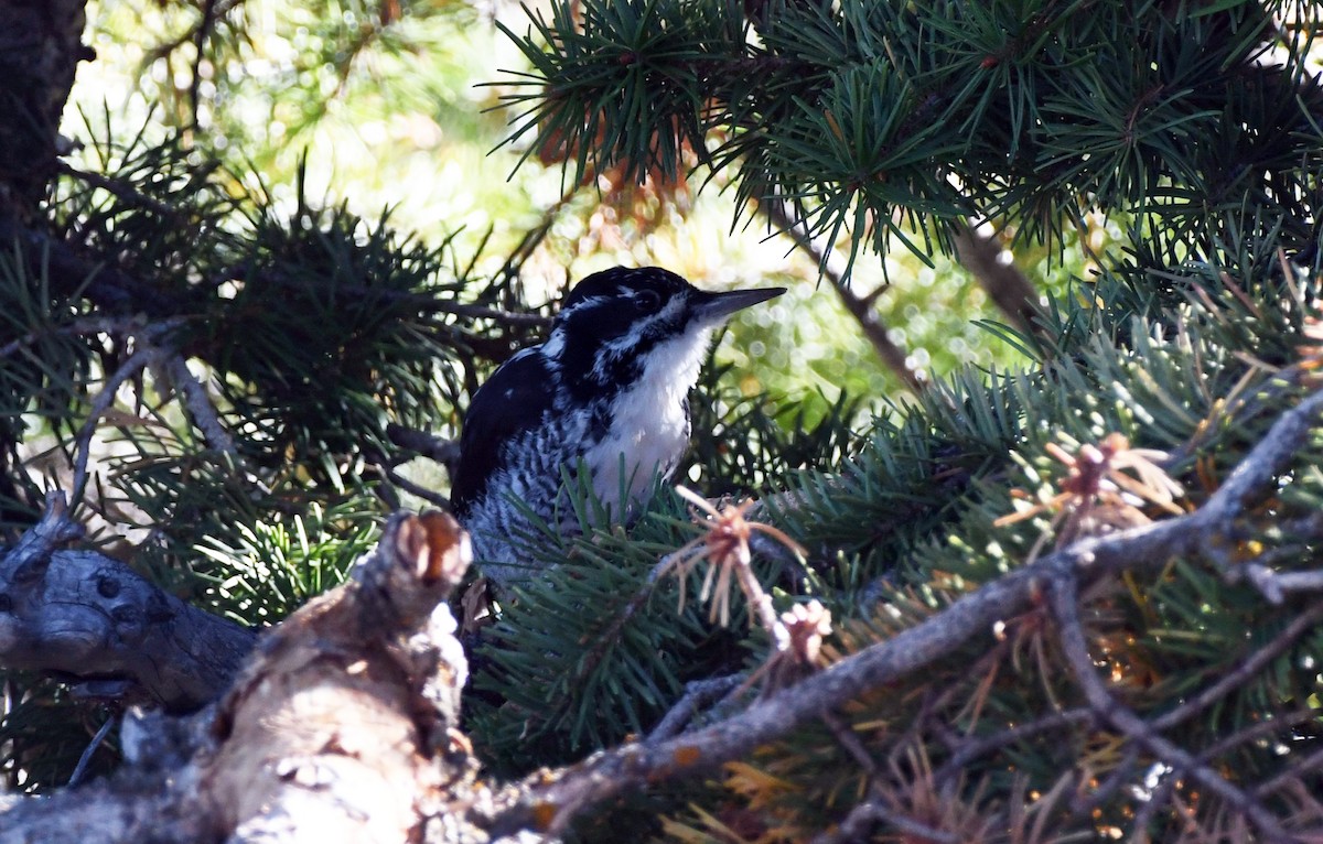 American Three-toed Woodpecker - ML614755175