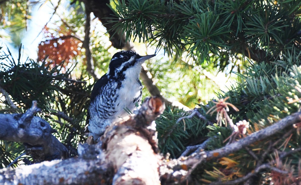 American Three-toed Woodpecker - ML614755179