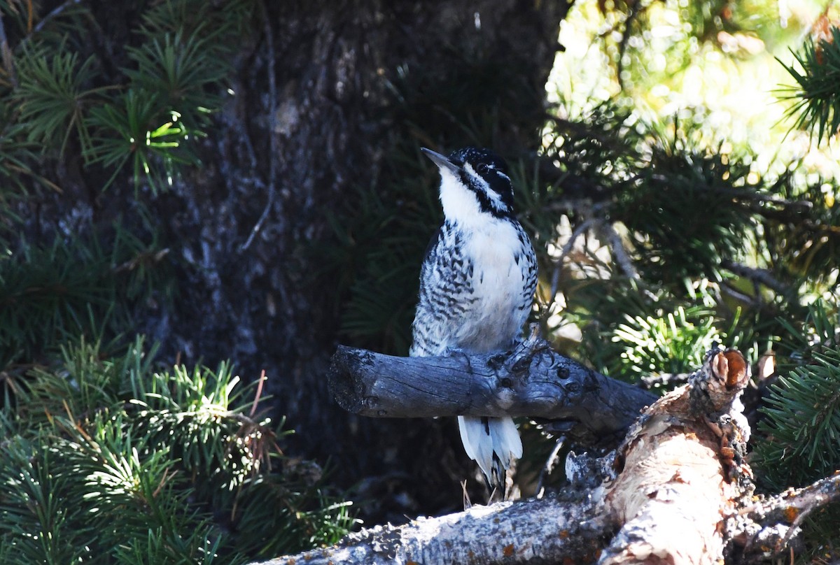 American Three-toed Woodpecker - ML614755180