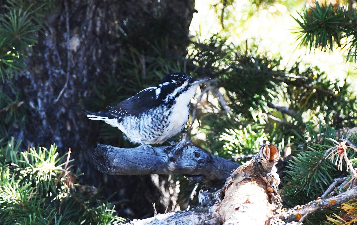American Three-toed Woodpecker - ML614755181