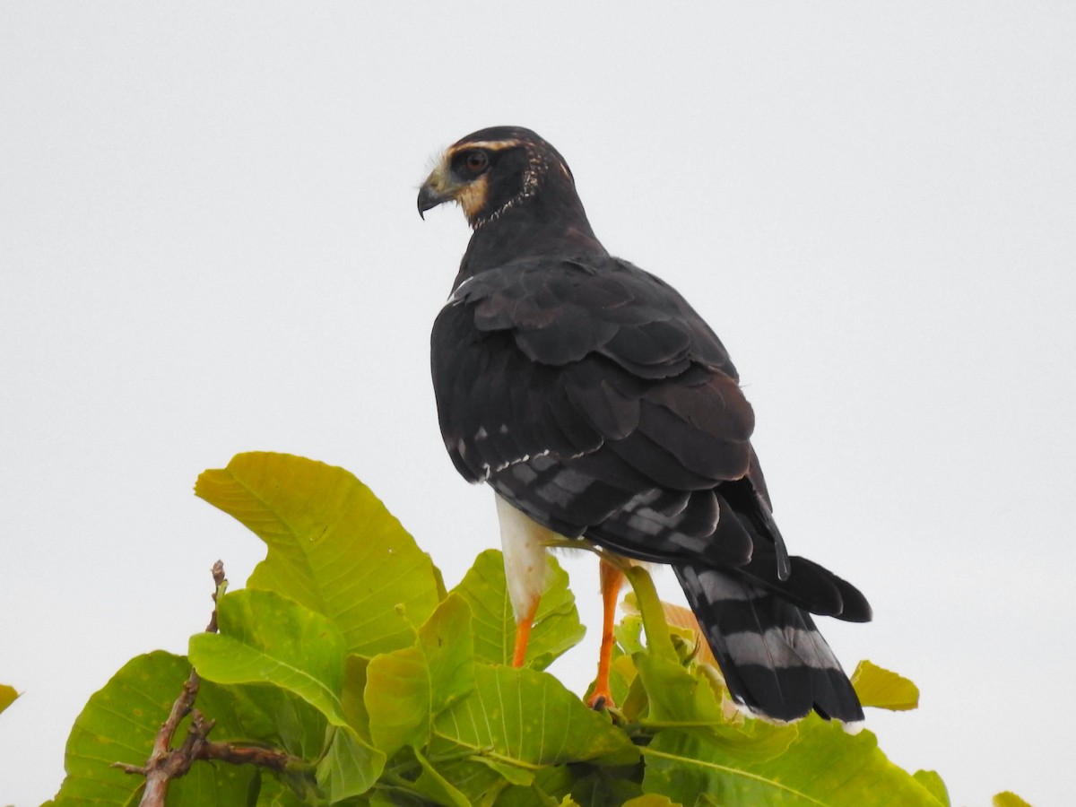 Long-winged Harrier - ML614755202