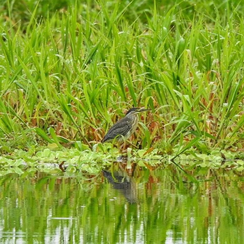 Striated Heron - Andrea  Hinek