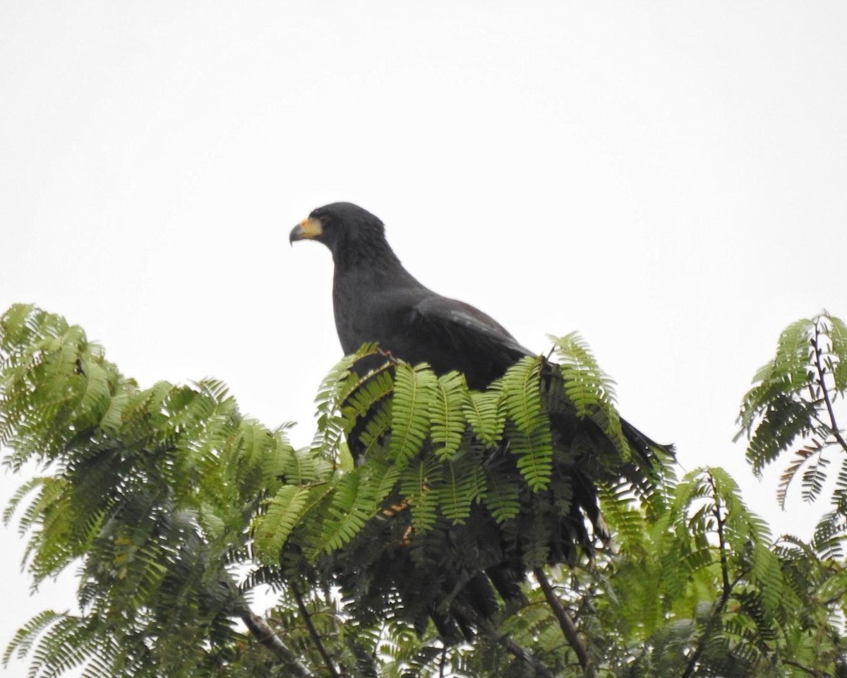 Great Black Hawk - ML614755227