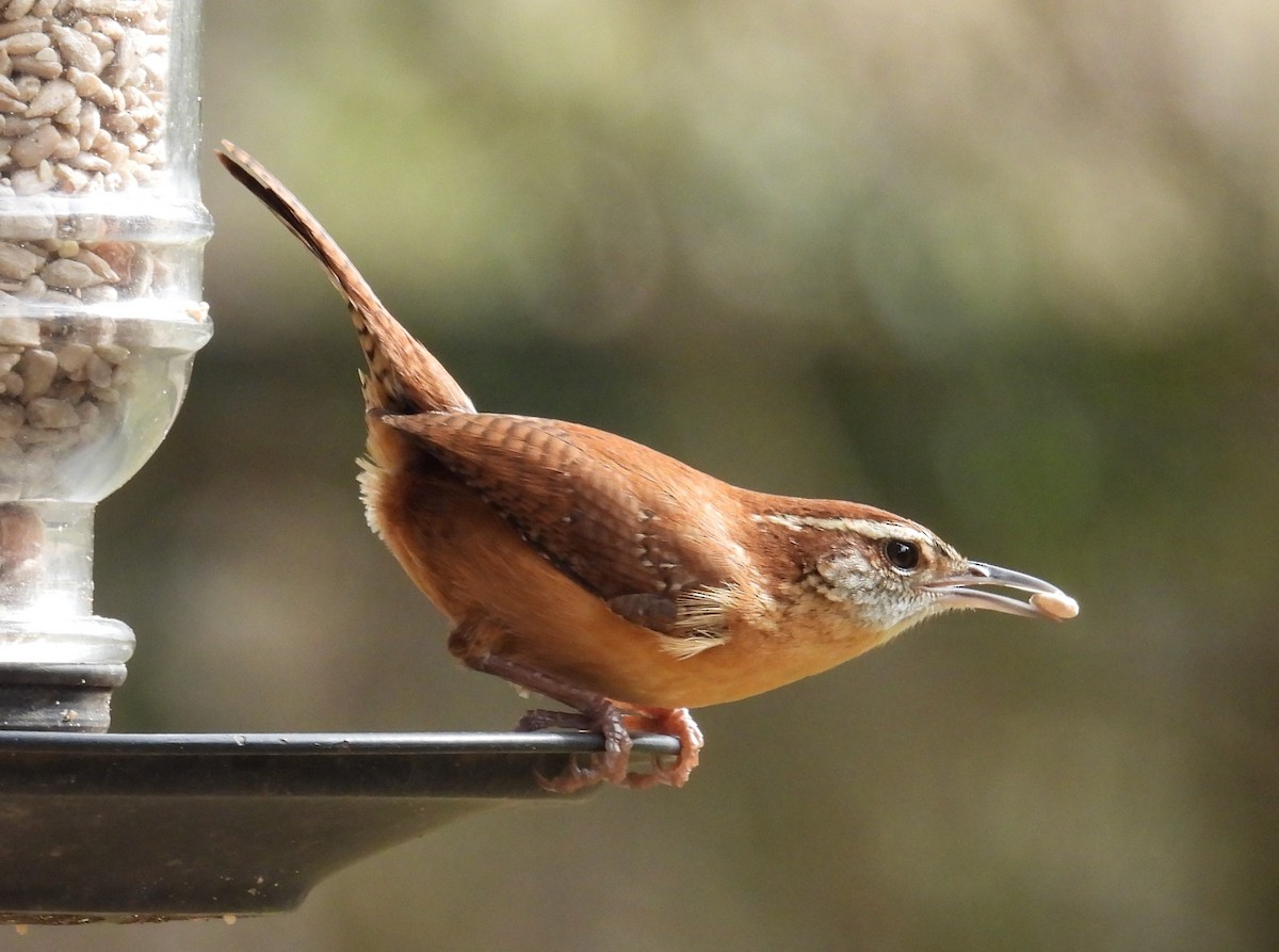 Carolina Wren - ML614755231