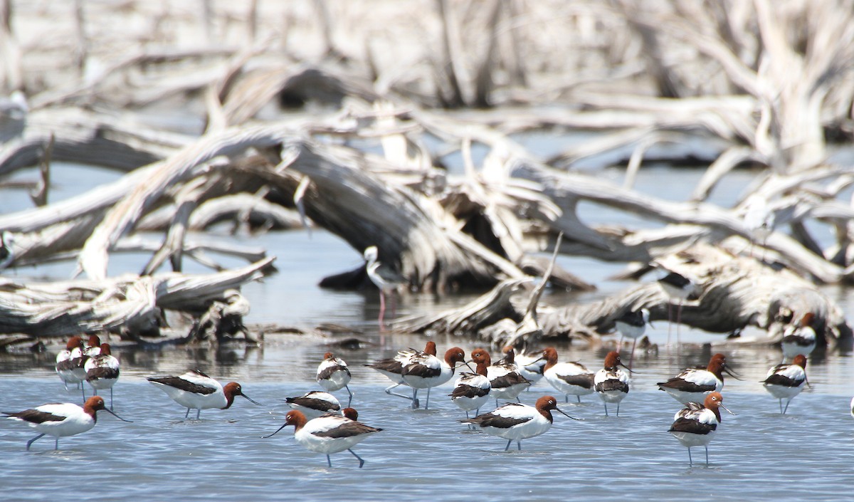 Avocette d'Australie - ML614755252