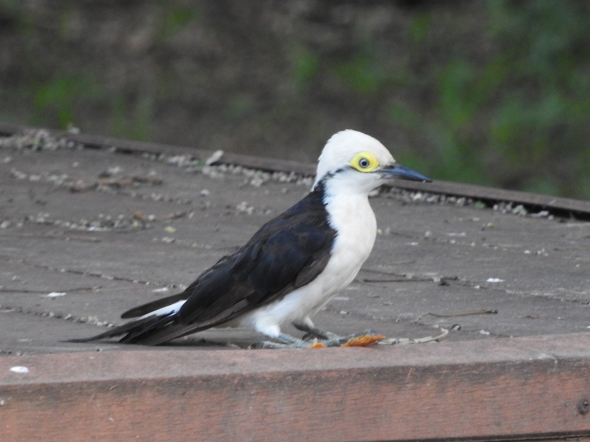 White Woodpecker - ML614755257