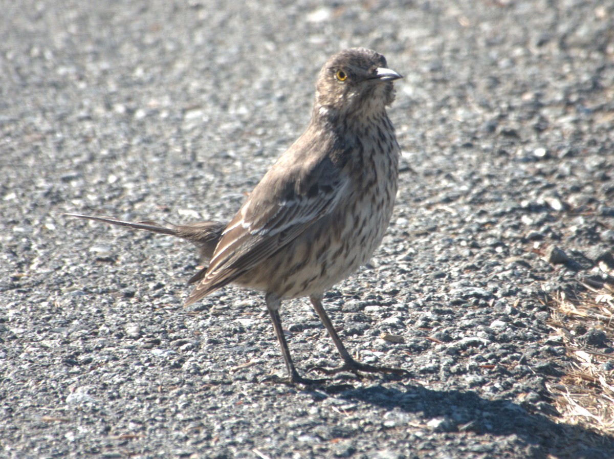 Sage Thrasher - ML614755259