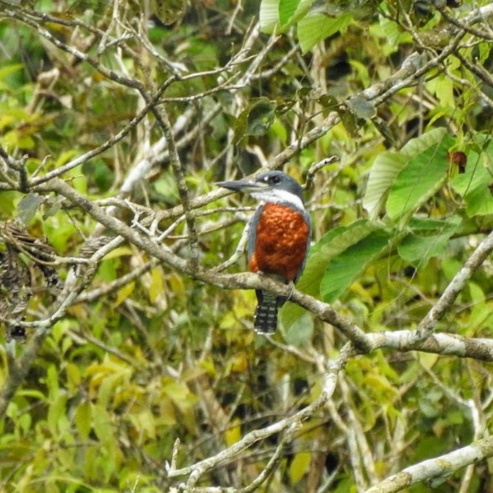 Ringed Kingfisher - ML614755263