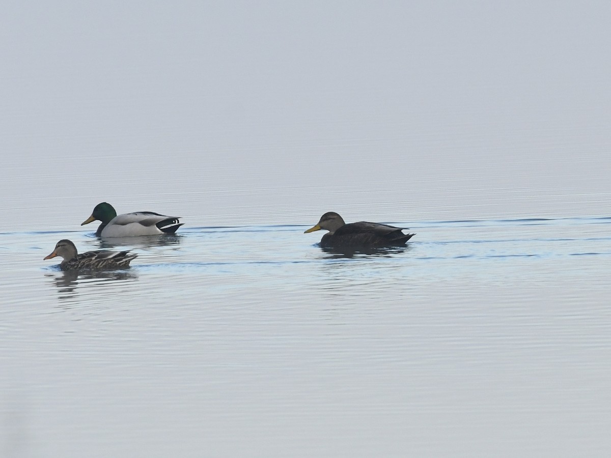 American Black Duck - ML614755264