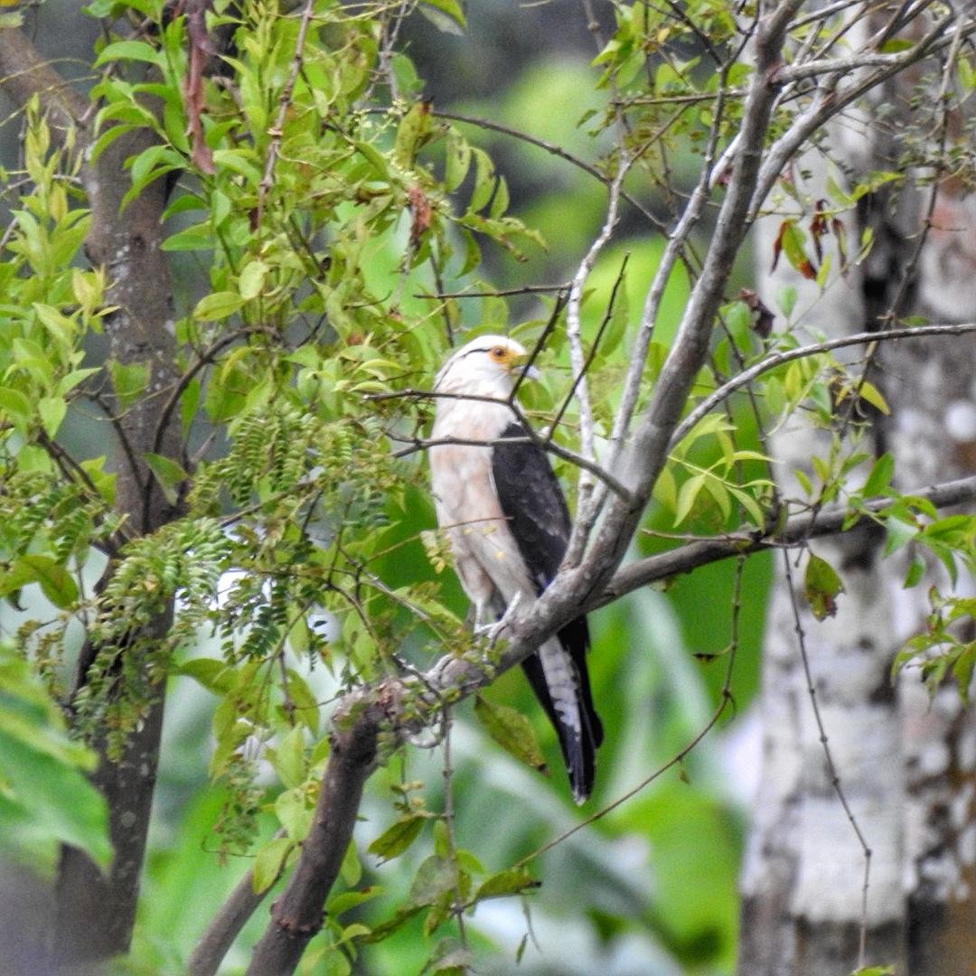 Caracara à tête jaune - ML614755280