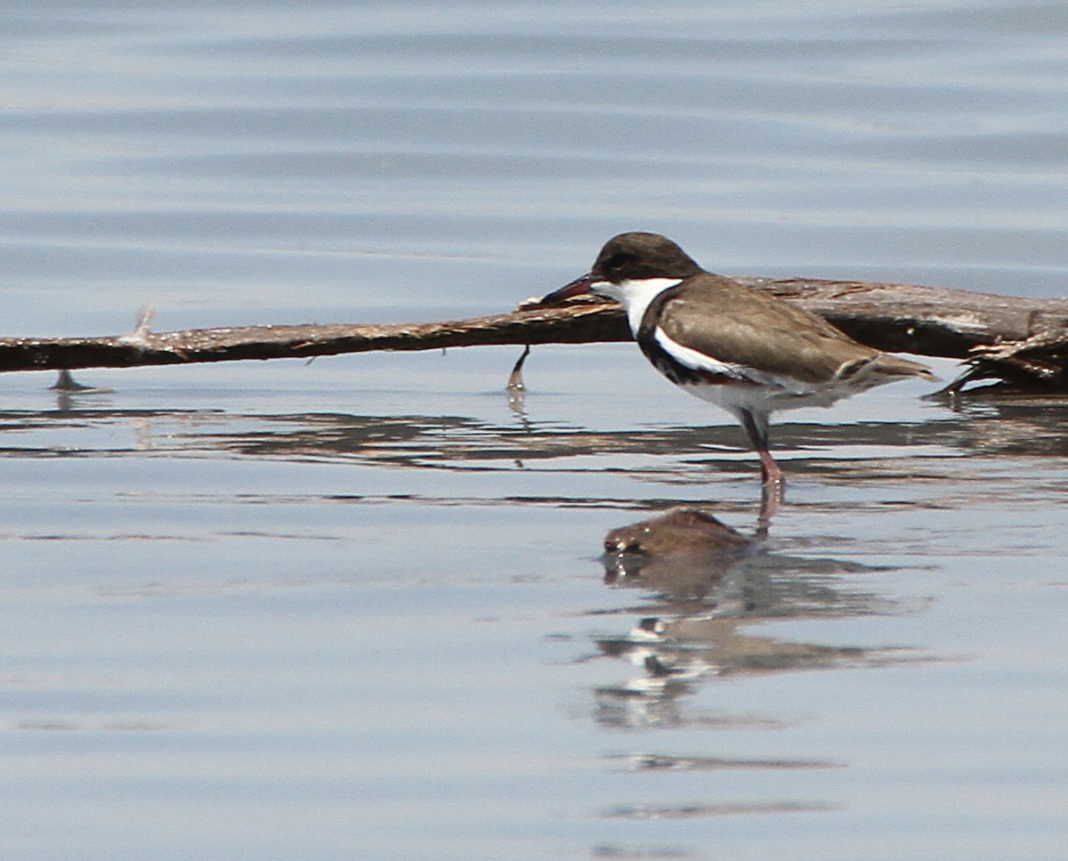 Red-kneed Dotterel - ML614755292