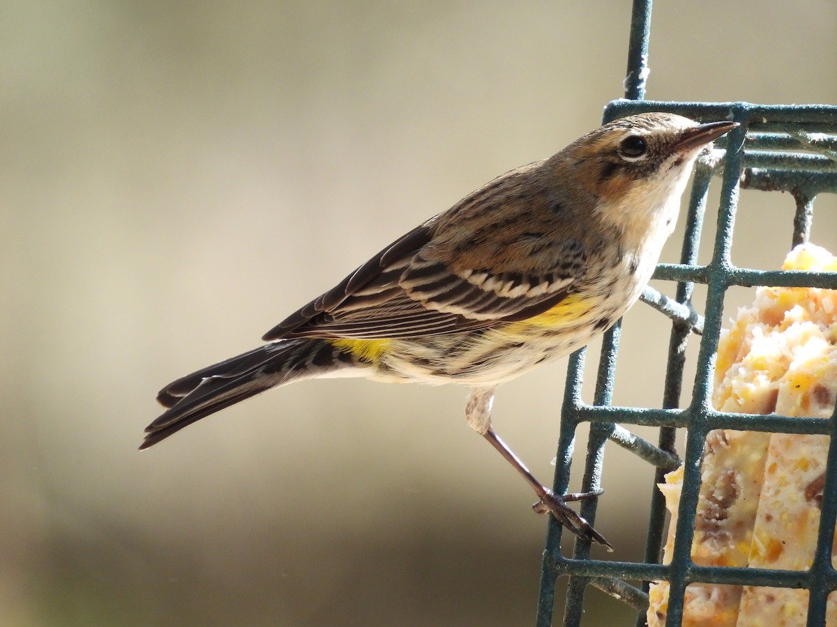 Yellow-rumped Warbler - ML614755301