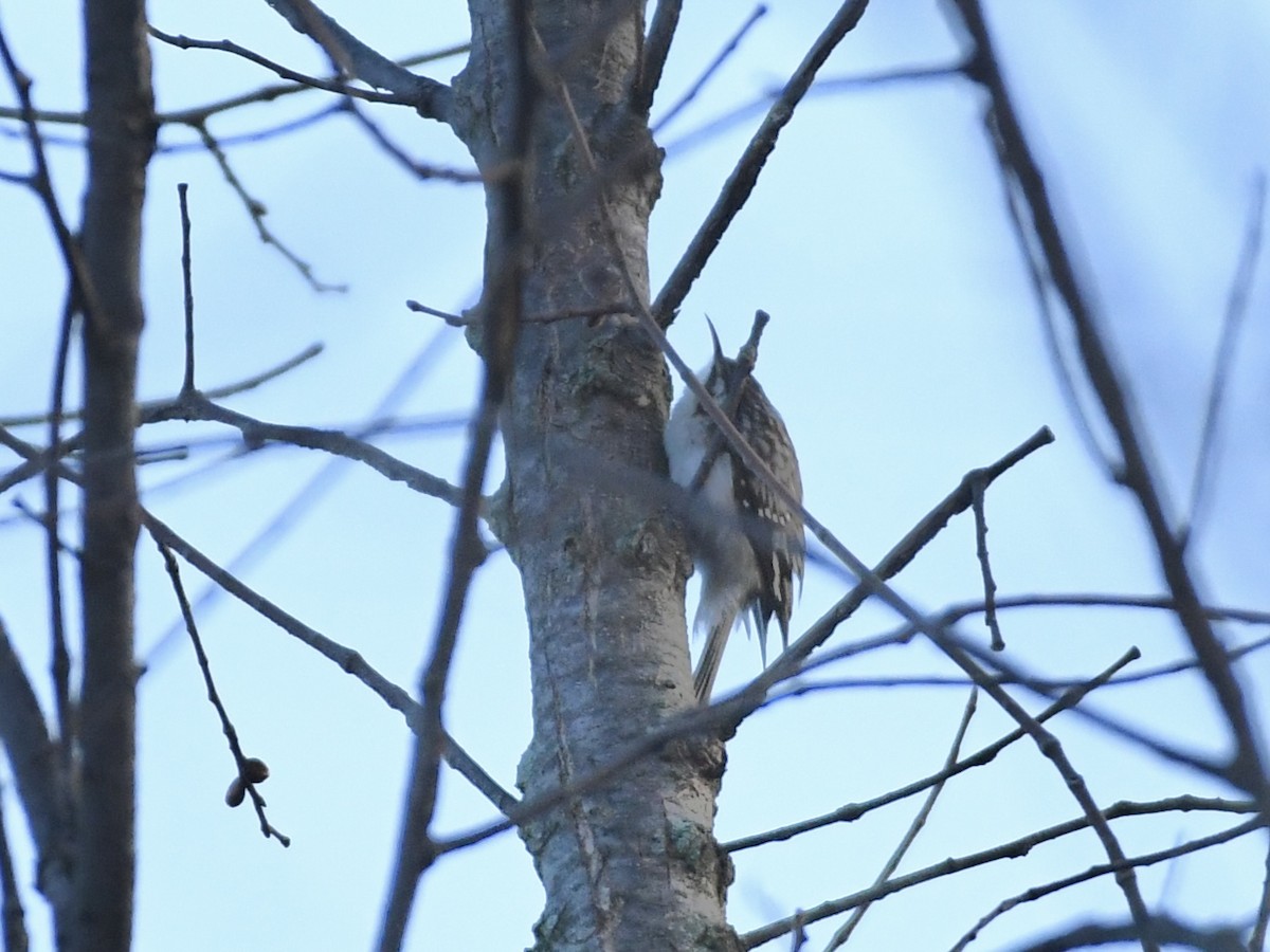 Brown Creeper - ML614755303