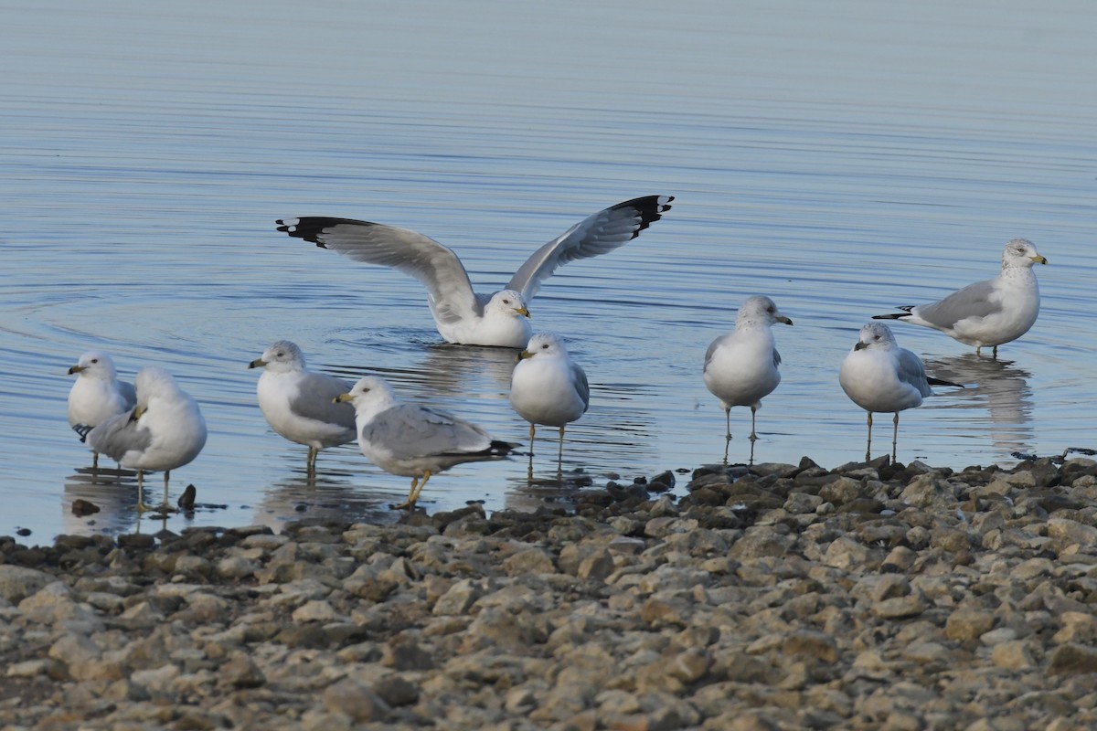 Ring-billed Gull - ML614755322