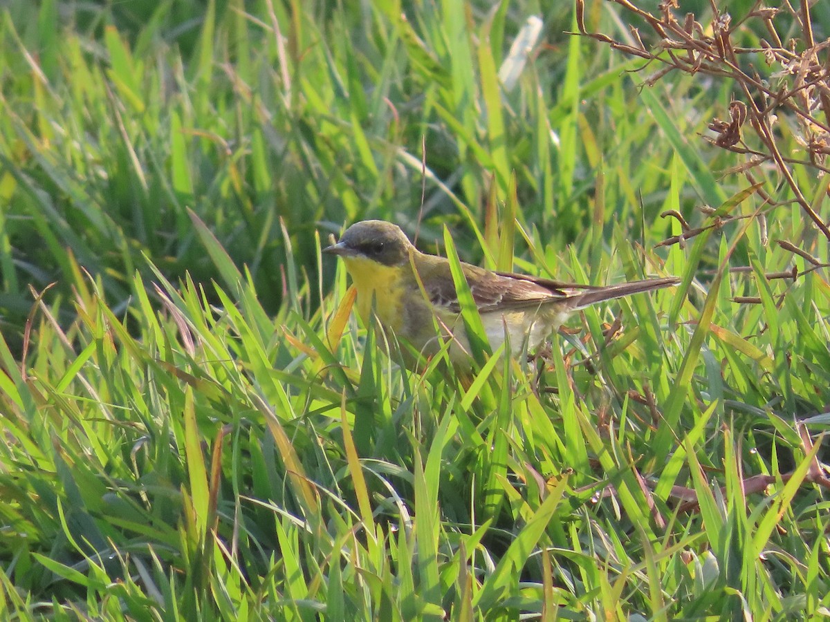 Citrine Wagtail - ML614755328