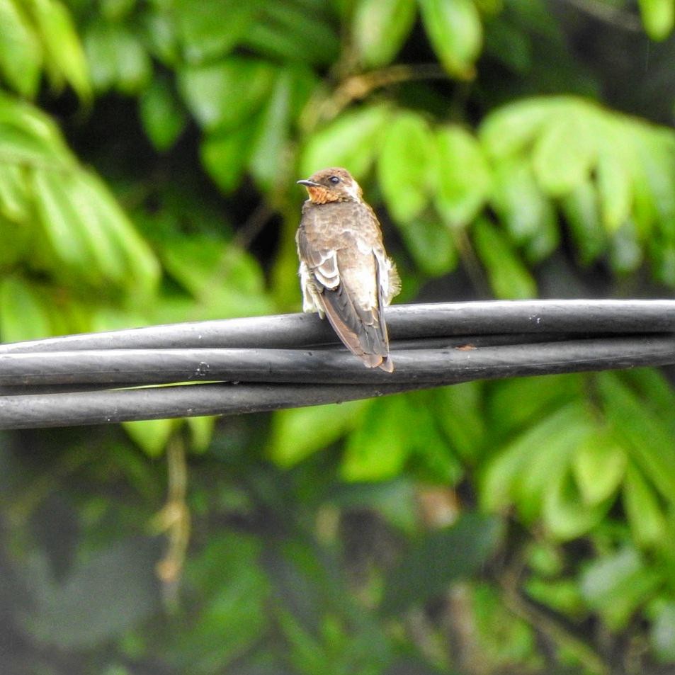 Southern Rough-winged Swallow - ML614755356