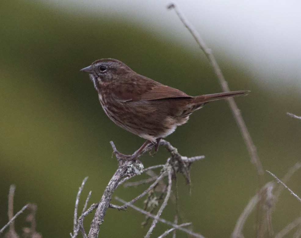 Song Sparrow (rufina Group) - Jack Hayden