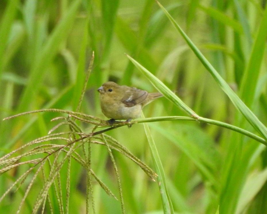 Chestnut-bellied Seedeater - ML614755396