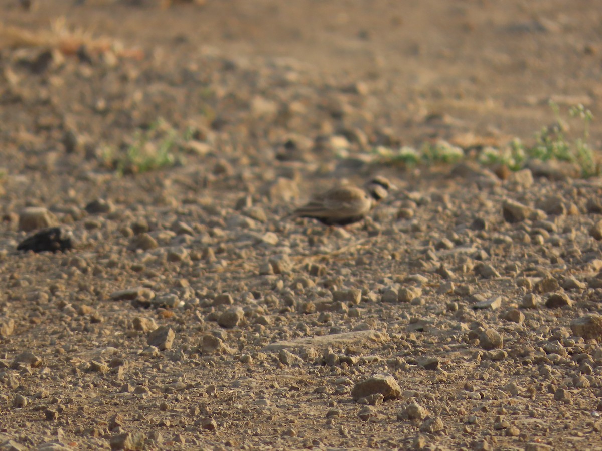 Ashy-crowned Sparrow-Lark - ML614755437