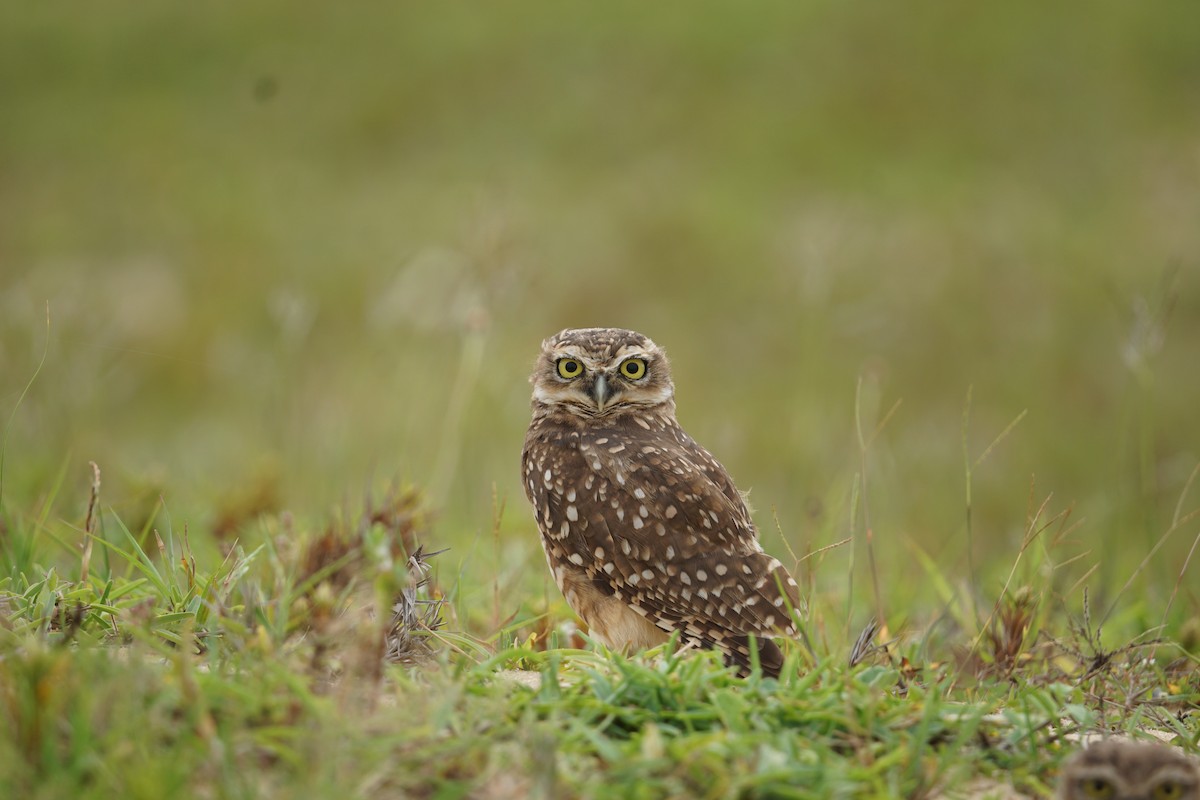Burrowing Owl - ML614755457