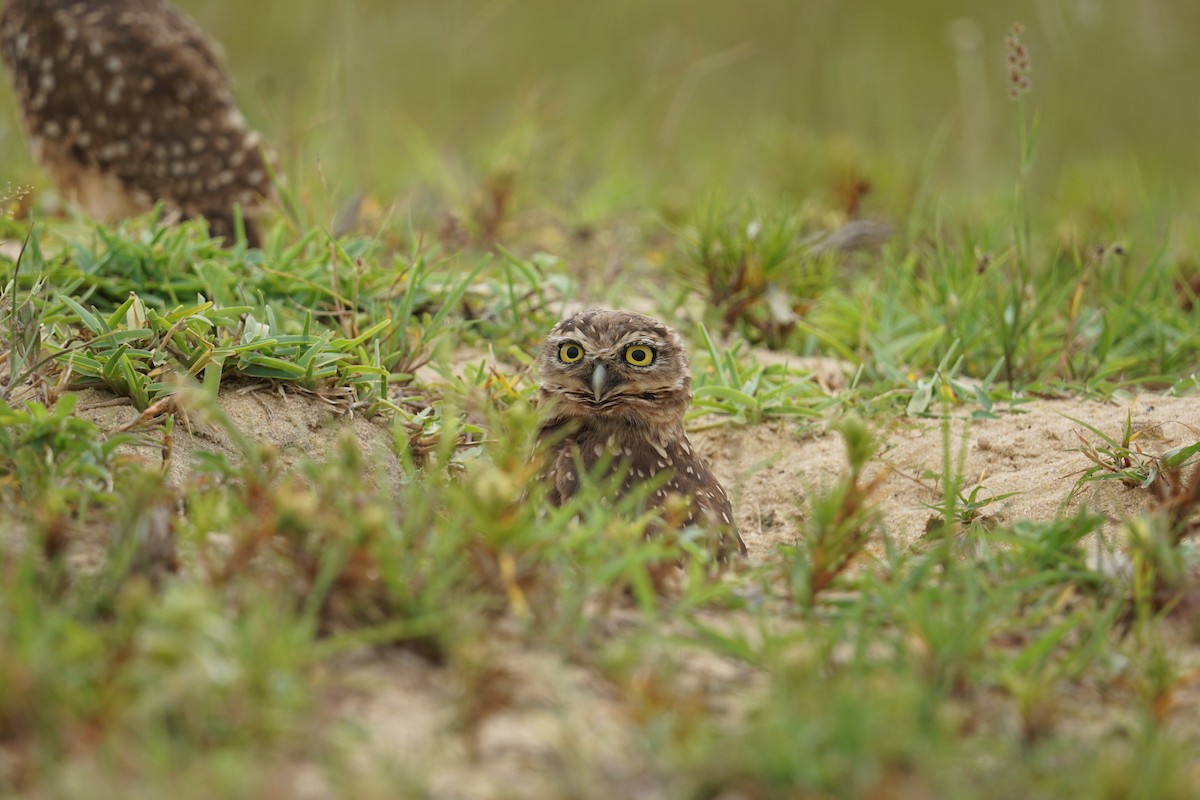 Burrowing Owl - ML614755458