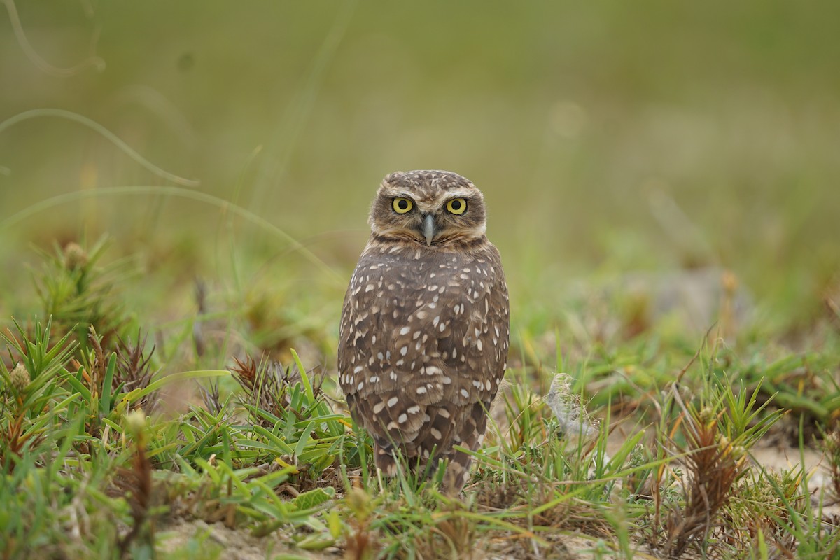 Burrowing Owl - ML614755459