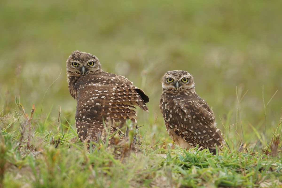 Burrowing Owl - ML614755460