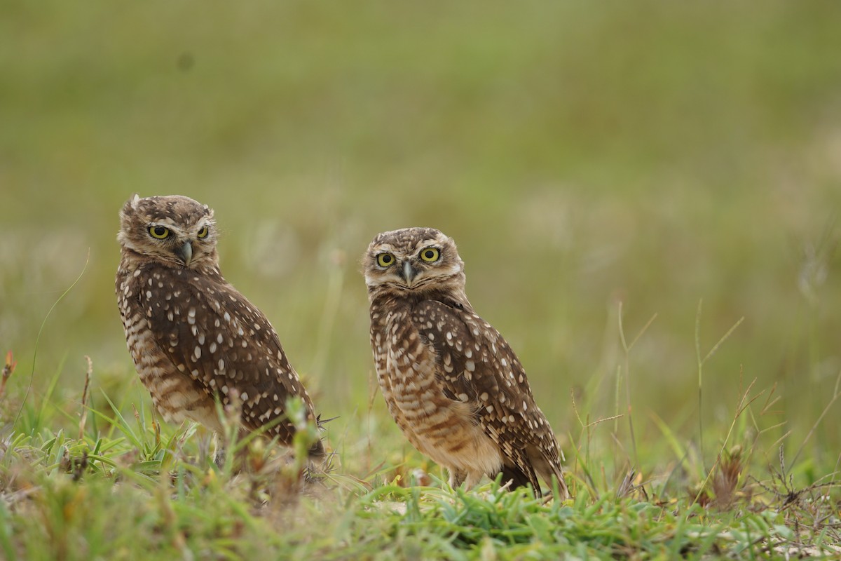 Burrowing Owl - ML614755461