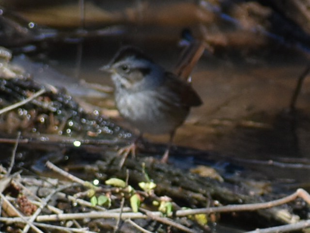 Swamp Sparrow - ML614755507