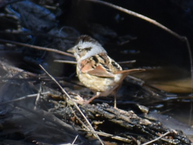 Swamp Sparrow - ML614755508