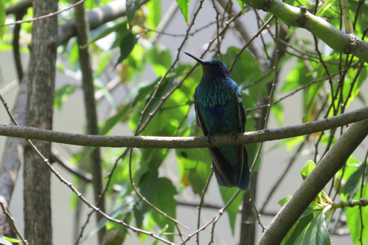 kolibřík modrolící - ML614755588