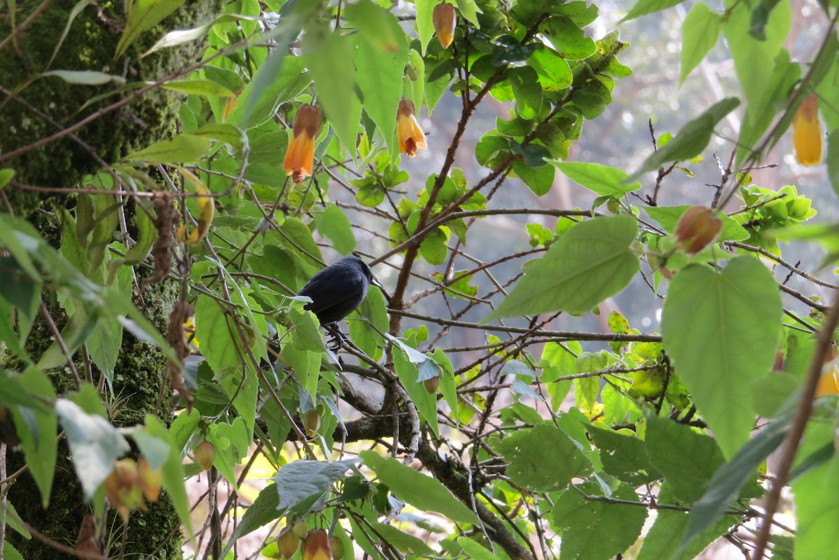 Black Flowerpiercer - valerie pelchat