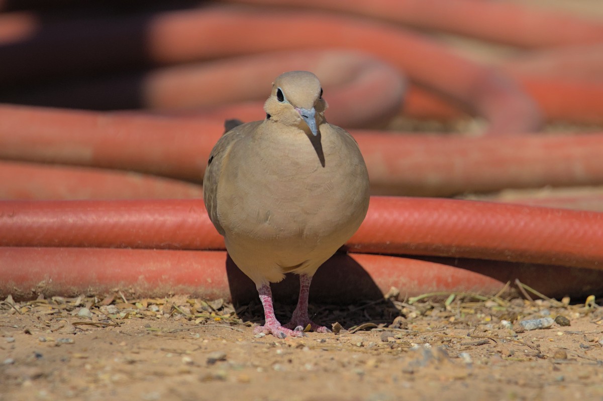 Mourning Dove - Melissa Petullo