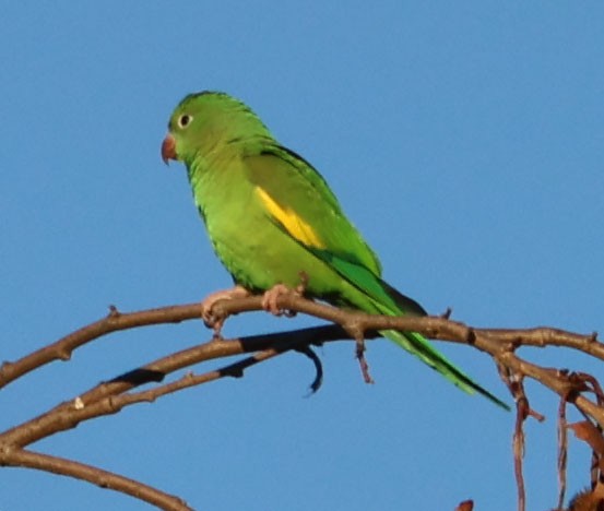 Yellow-chevroned Parakeet - Diane Etchison