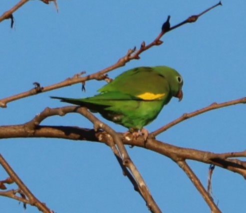 Yellow-chevroned Parakeet - Diane Etchison