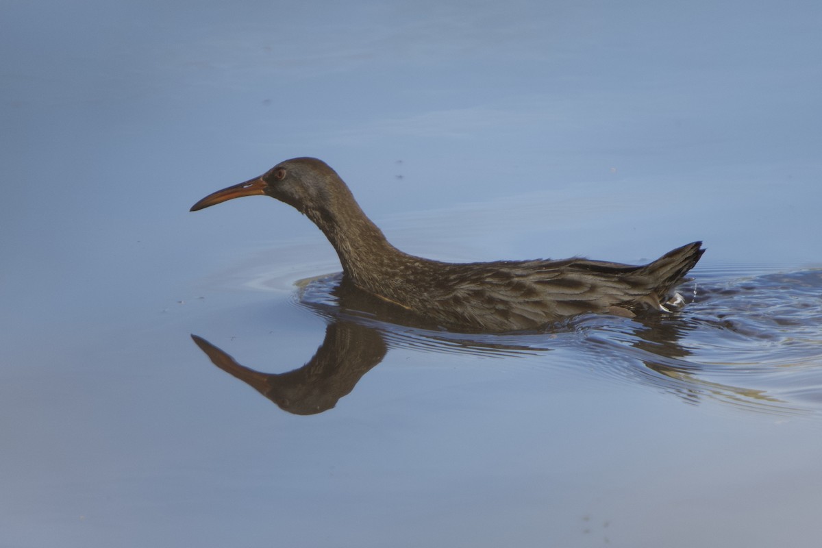 Clapper Rail - ML614755656